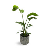 Strelitzia nicolai - Giant White Bird of Paradise Leaf Culture