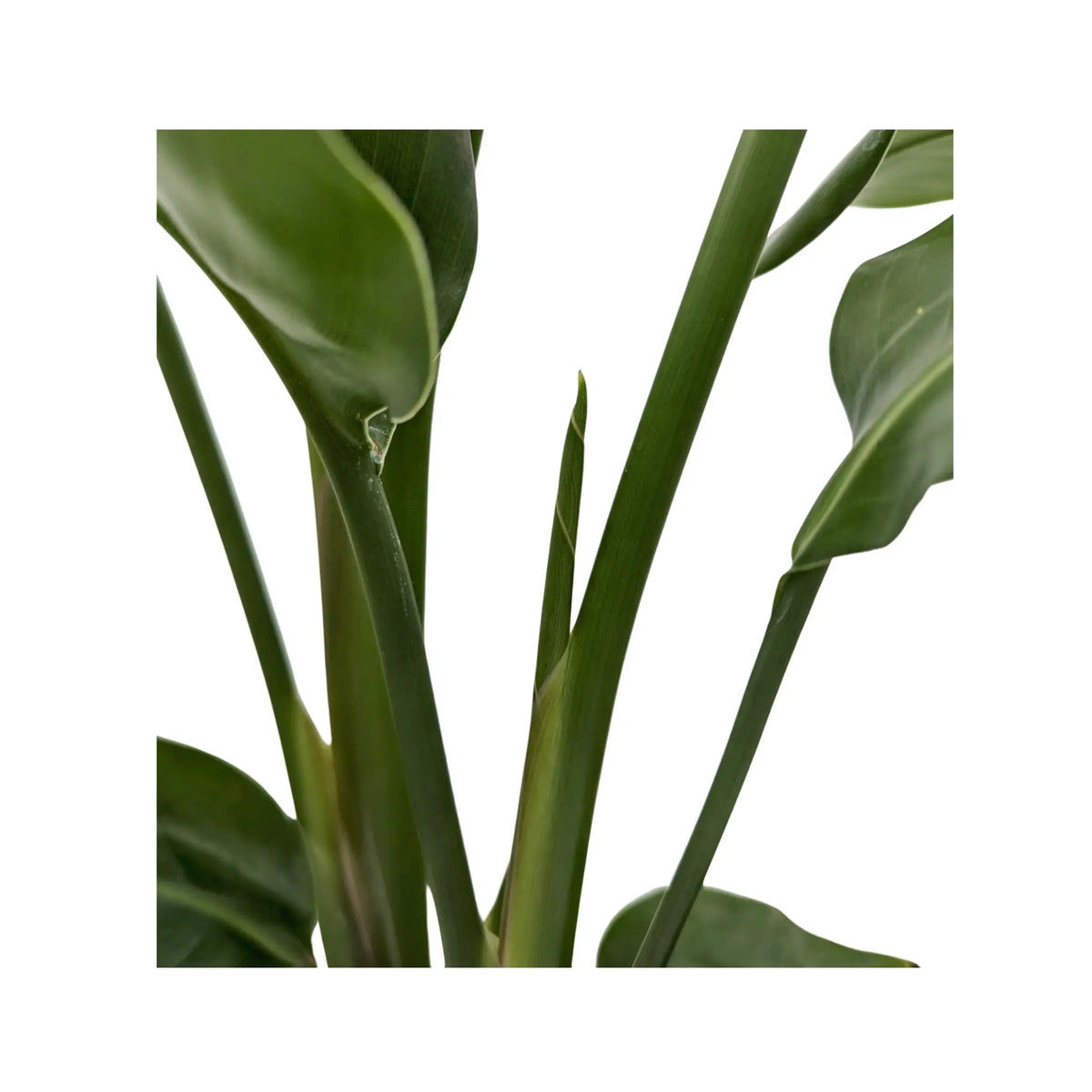 Strelitzia nicolai - Giant White Bird of Paradise Leaf Culture