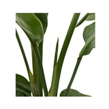 Strelitzia nicolai - Giant White Bird of Paradise Leaf Culture