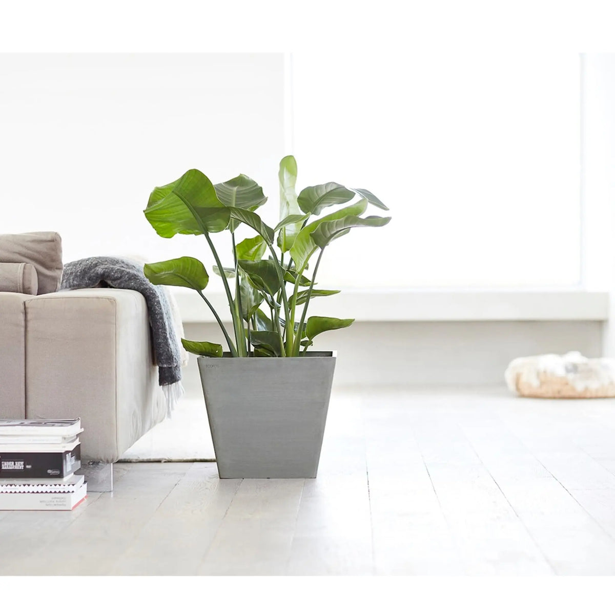 Strelitzia nicolai - Giant White Bird of Paradise Leaf Culture