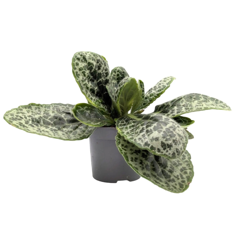 Streptocarpus Pretty Turtle_1_thumb