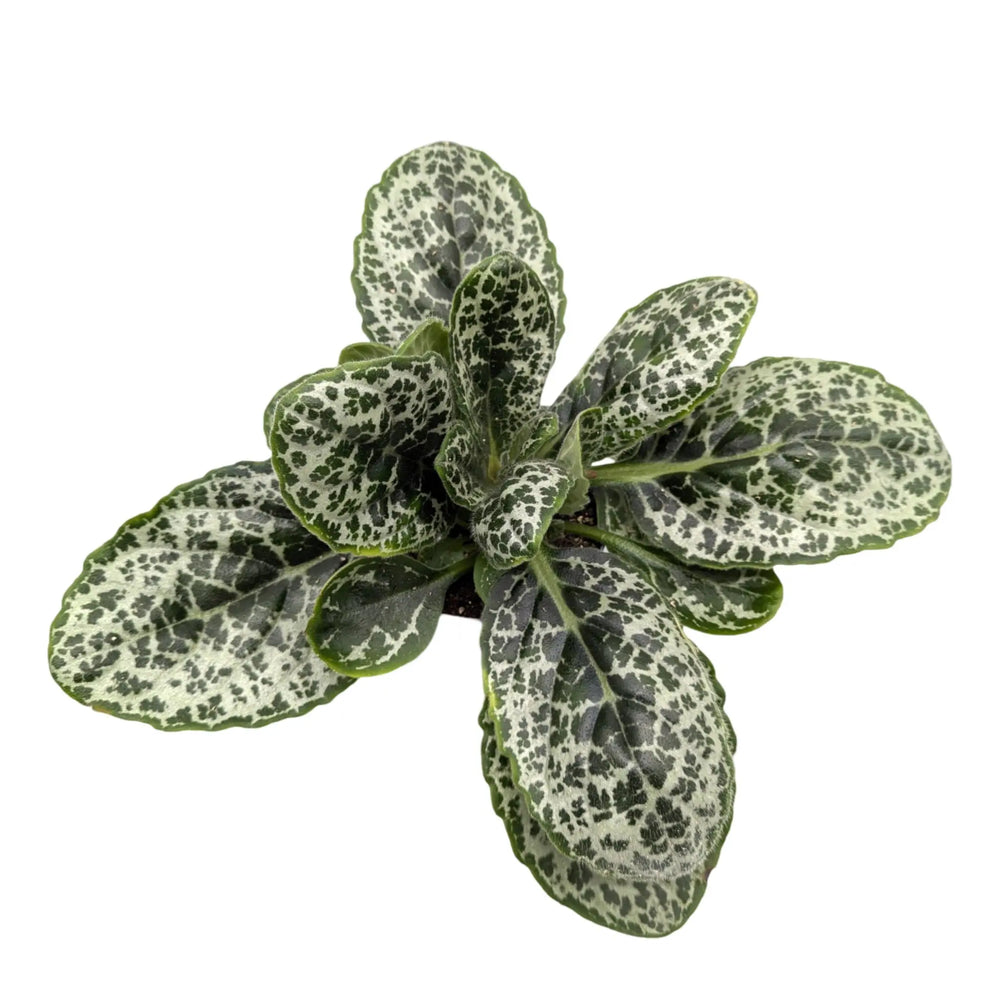 Streptocarpus Pretty Turtle_2_thumb