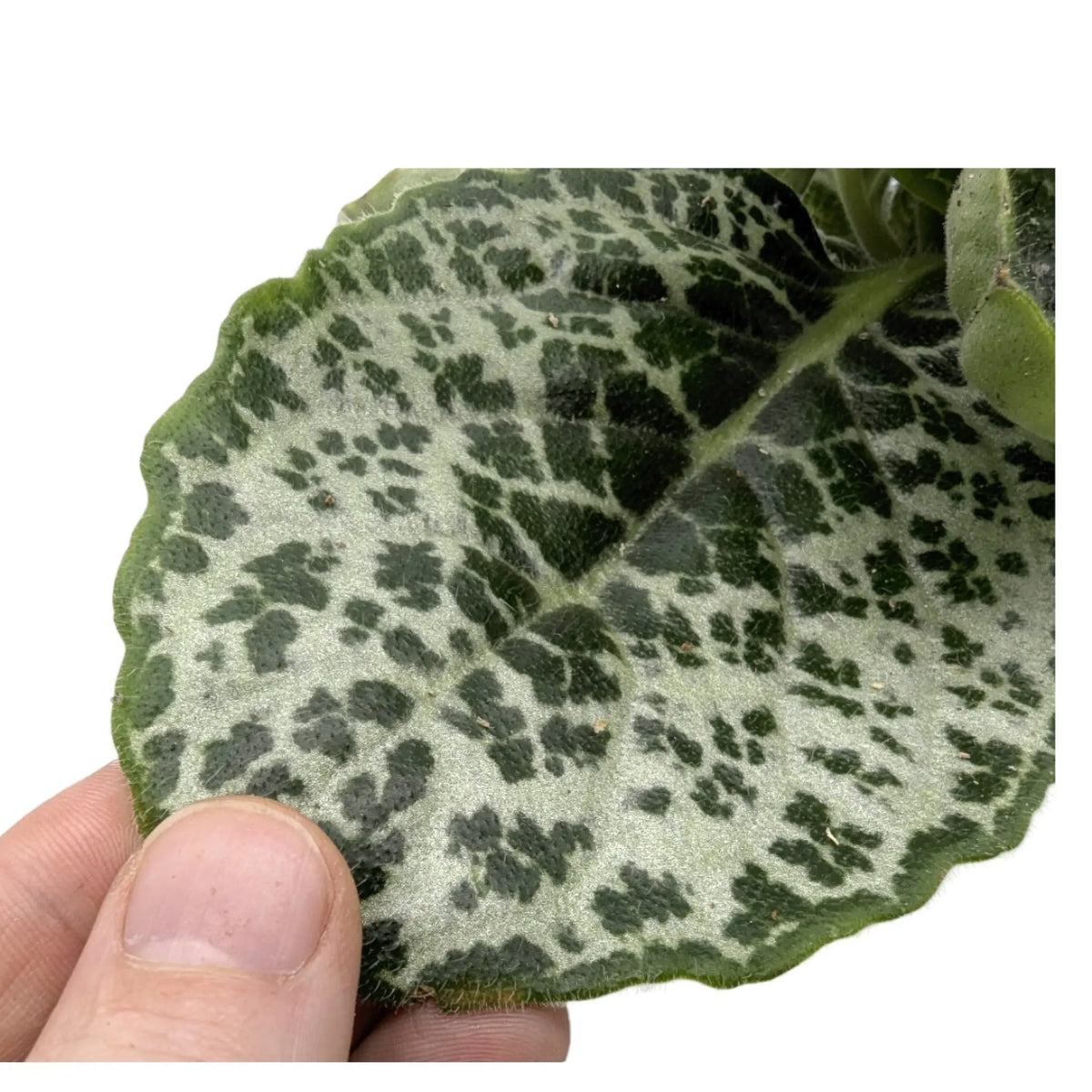 Streptocarpus Pretty Turtle Leaf Culture