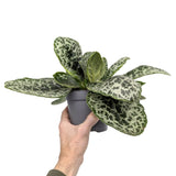 Streptocarpus Pretty Turtle Leaf Culture