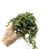 Senecio rowleyanus - String of Pearls