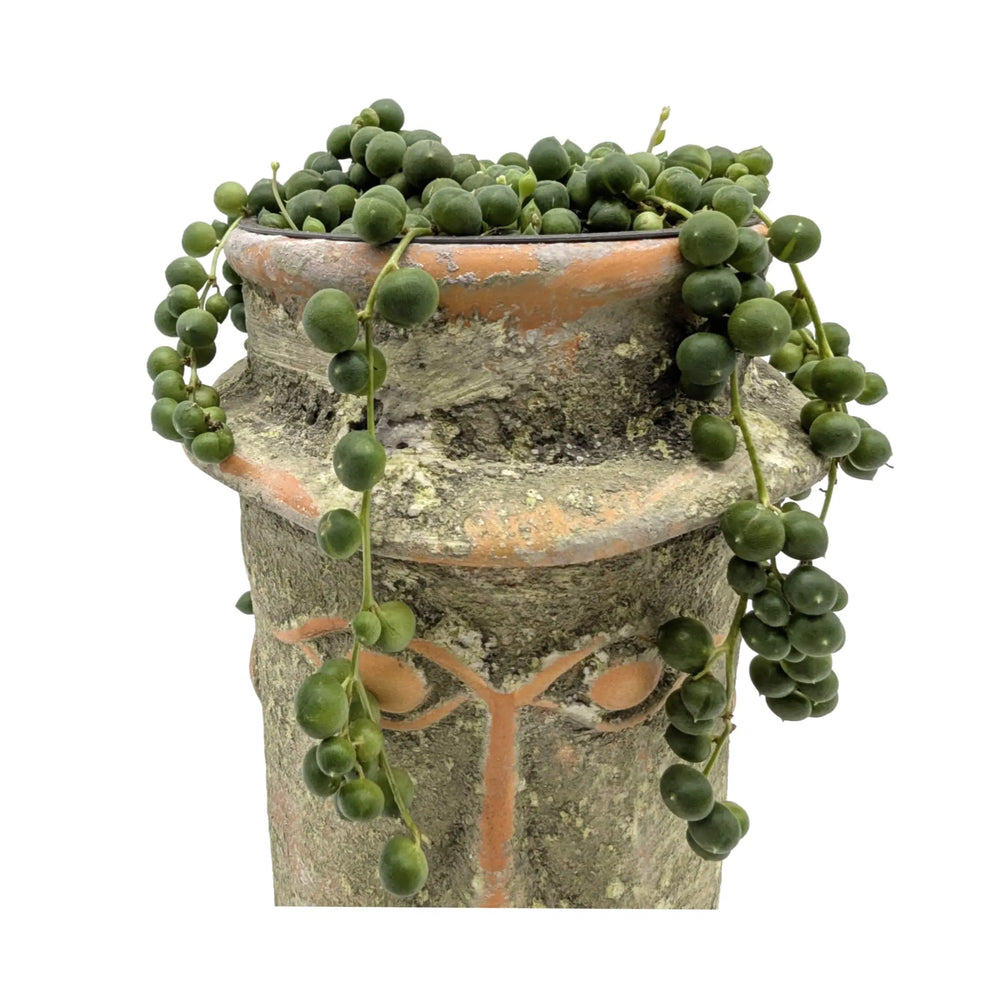 String of Pearls in Rustic Face Planter – Senecio rowleyanus_4_main