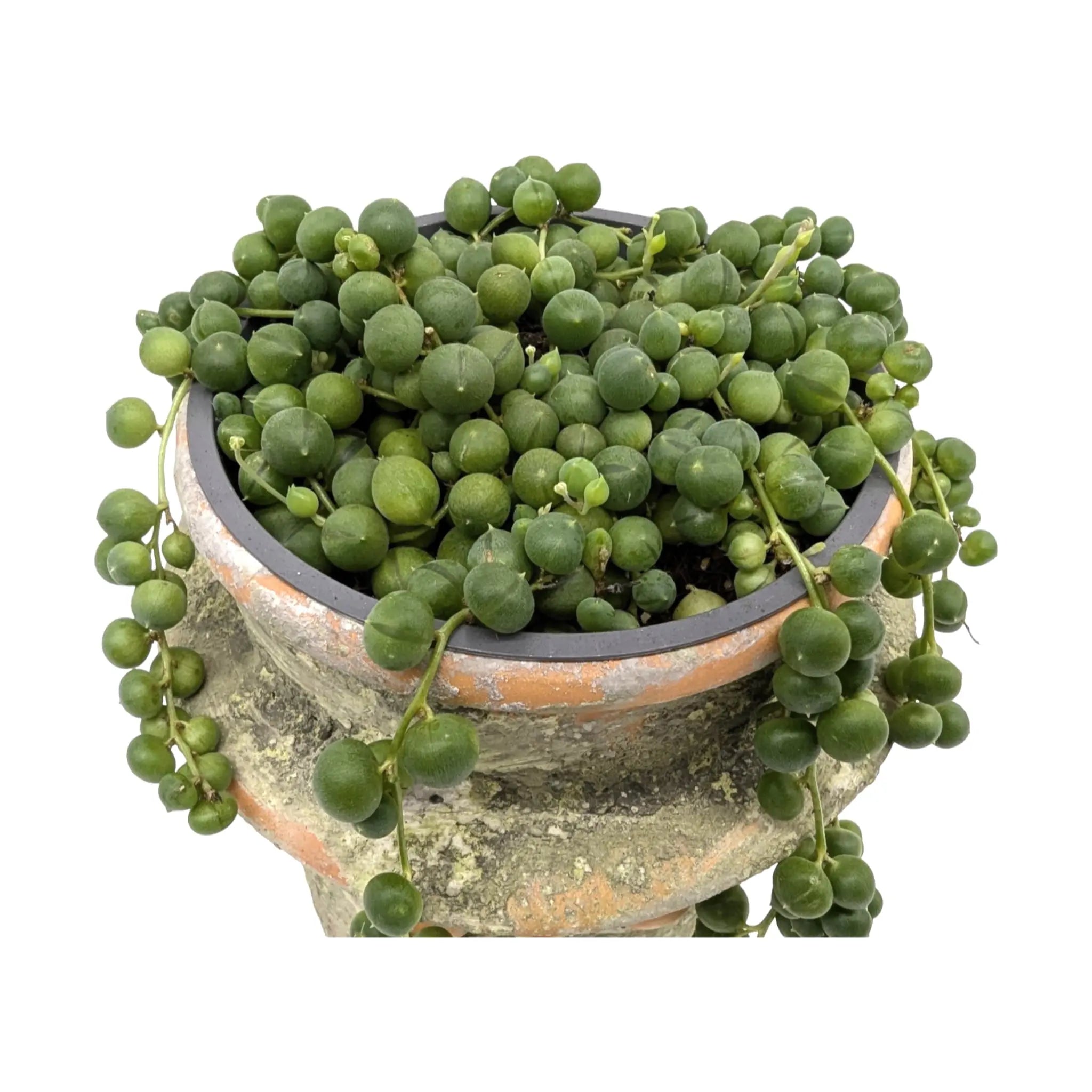 String of Pearls in Face Planter | Senecio - Quirky Gift