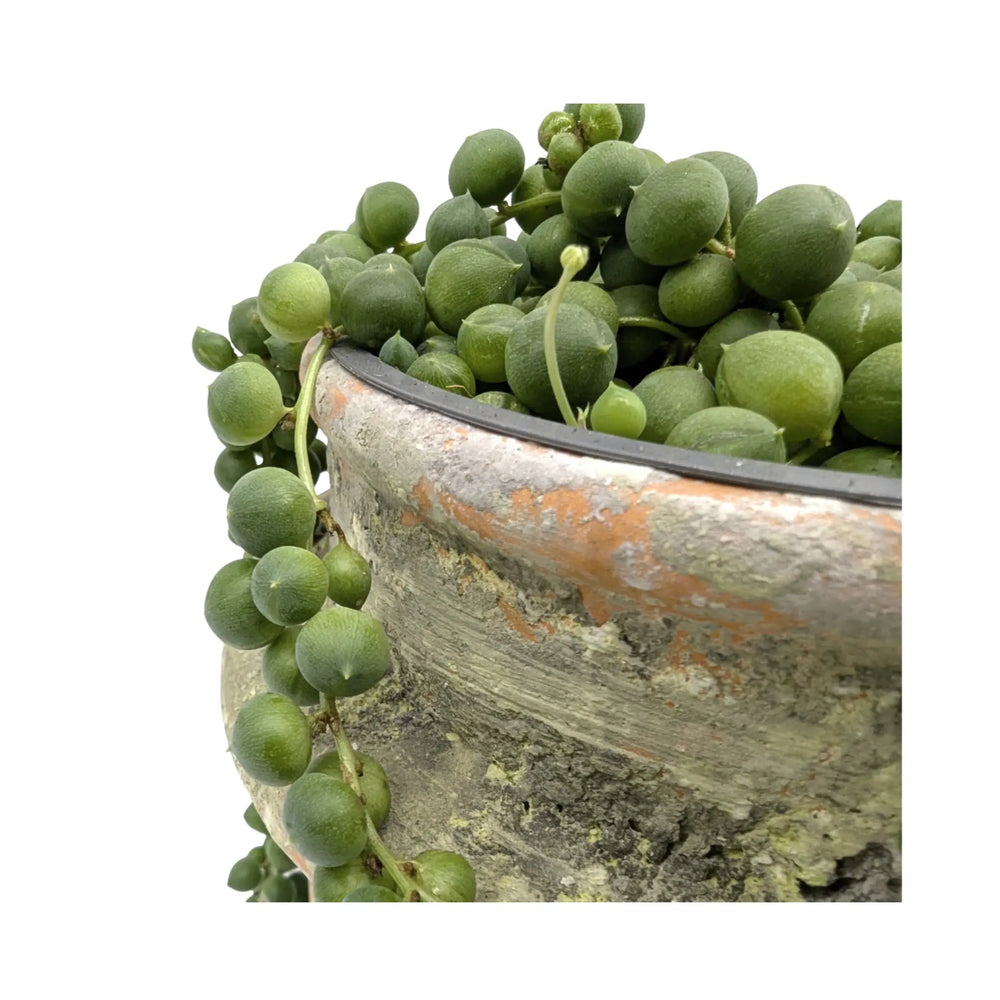 String of Pearls in Rustic Face Planter – Senecio rowleyanus_3_main