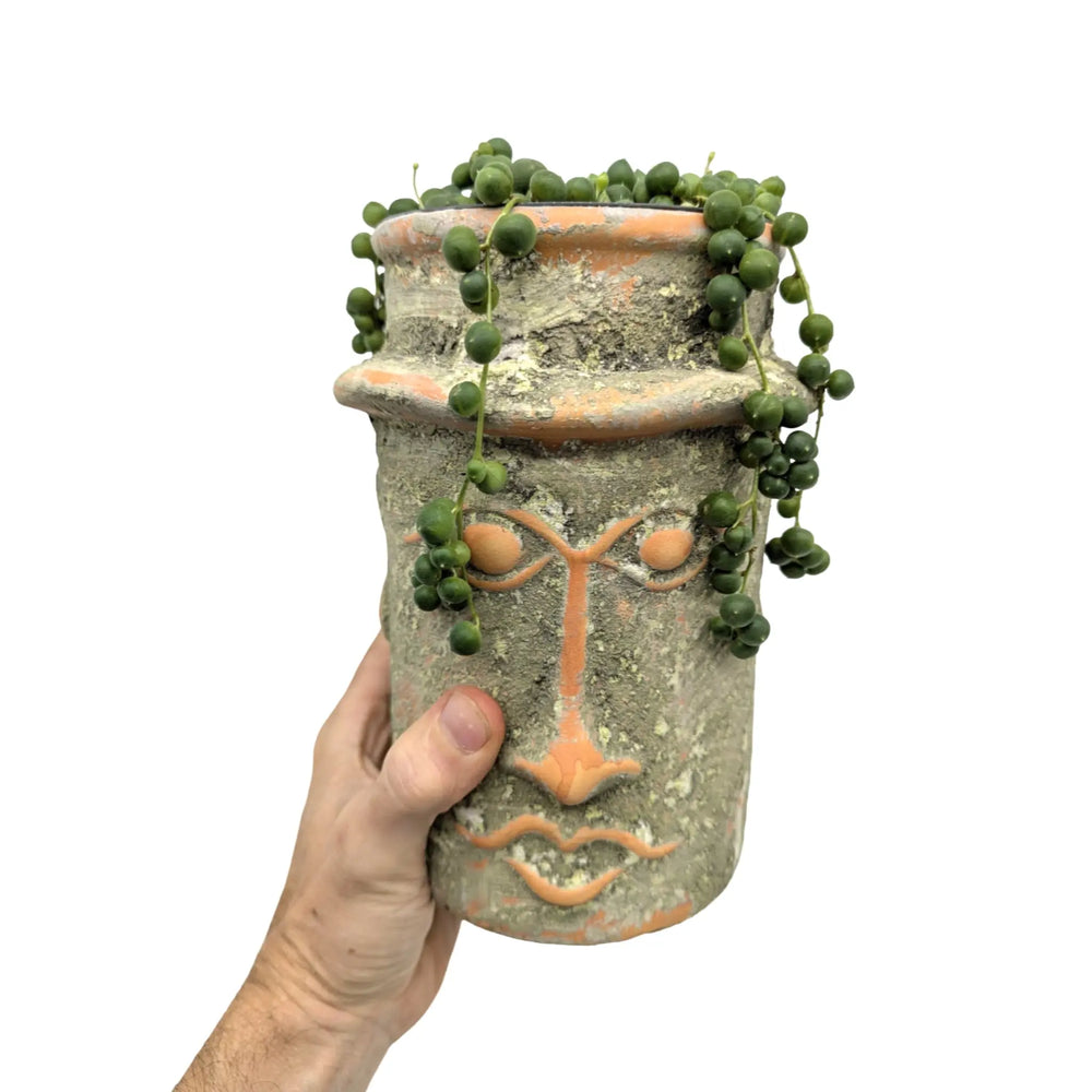 String of Pearls in Rustic Face Planter – Senecio rowleyanus_6_main