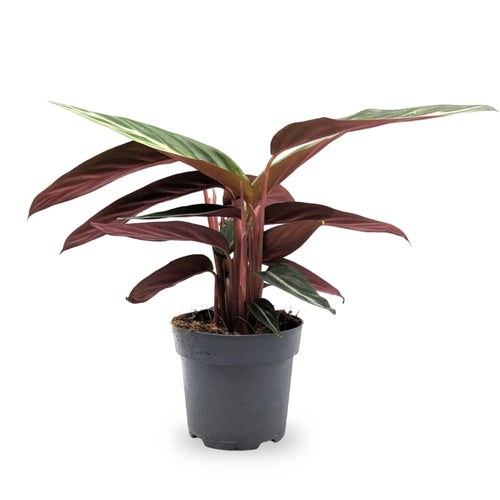 Stromanthe sanguinea Leaf Culture