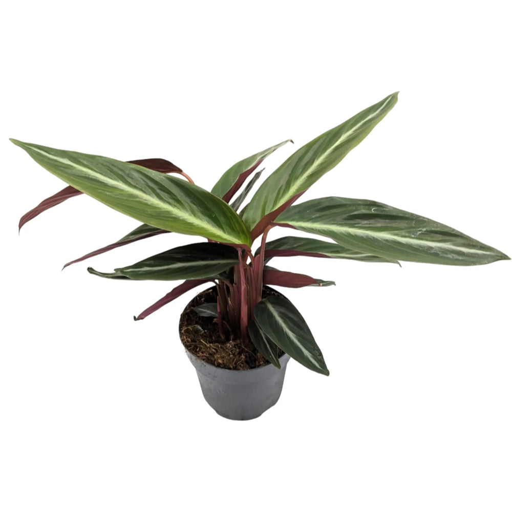 Stromanthe sanguinea_2_thumb