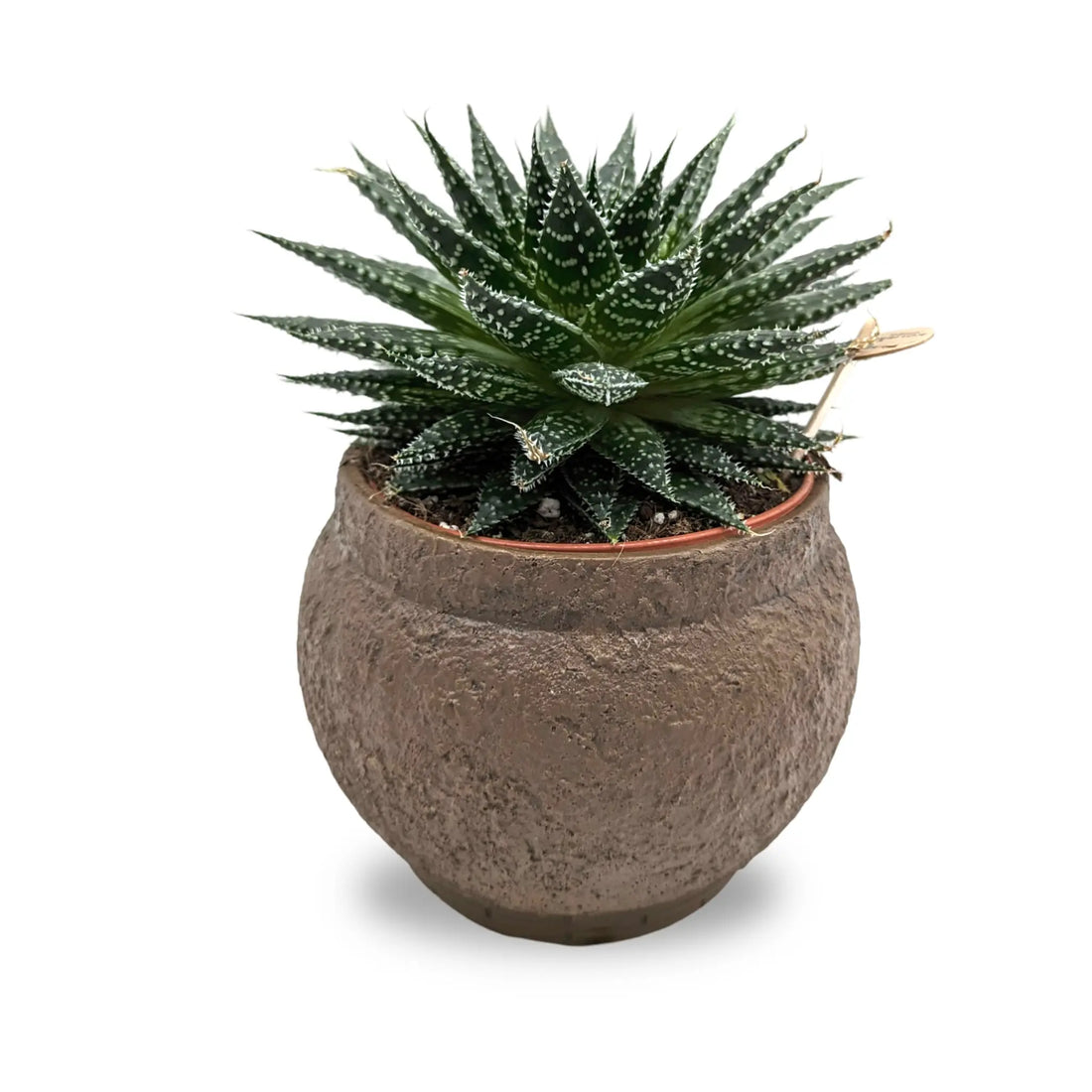 Succulent In Amadora Decorative Pot Leaf Culture