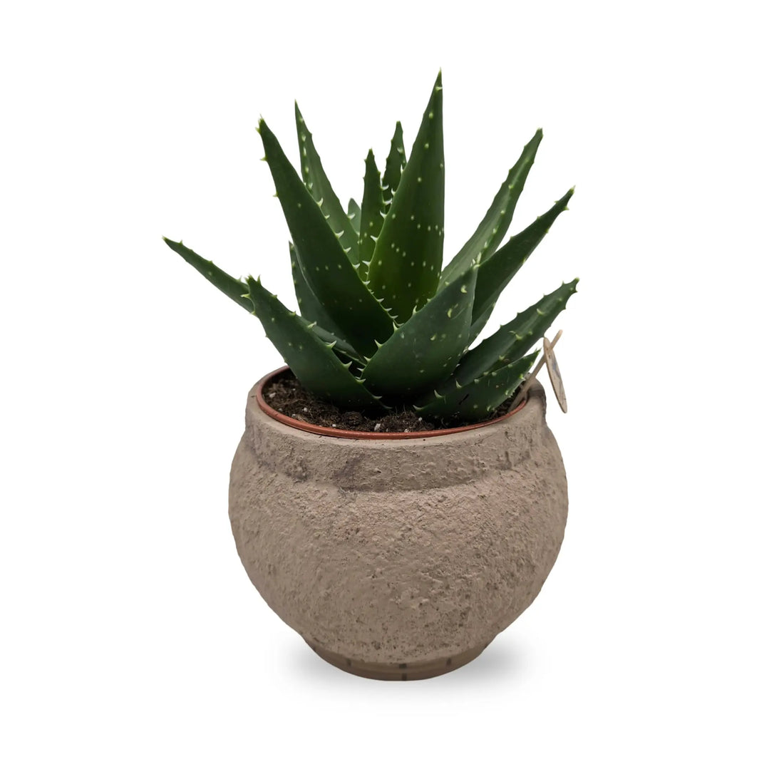 Succulent In Amadora Decorative Pot Leaf Culture