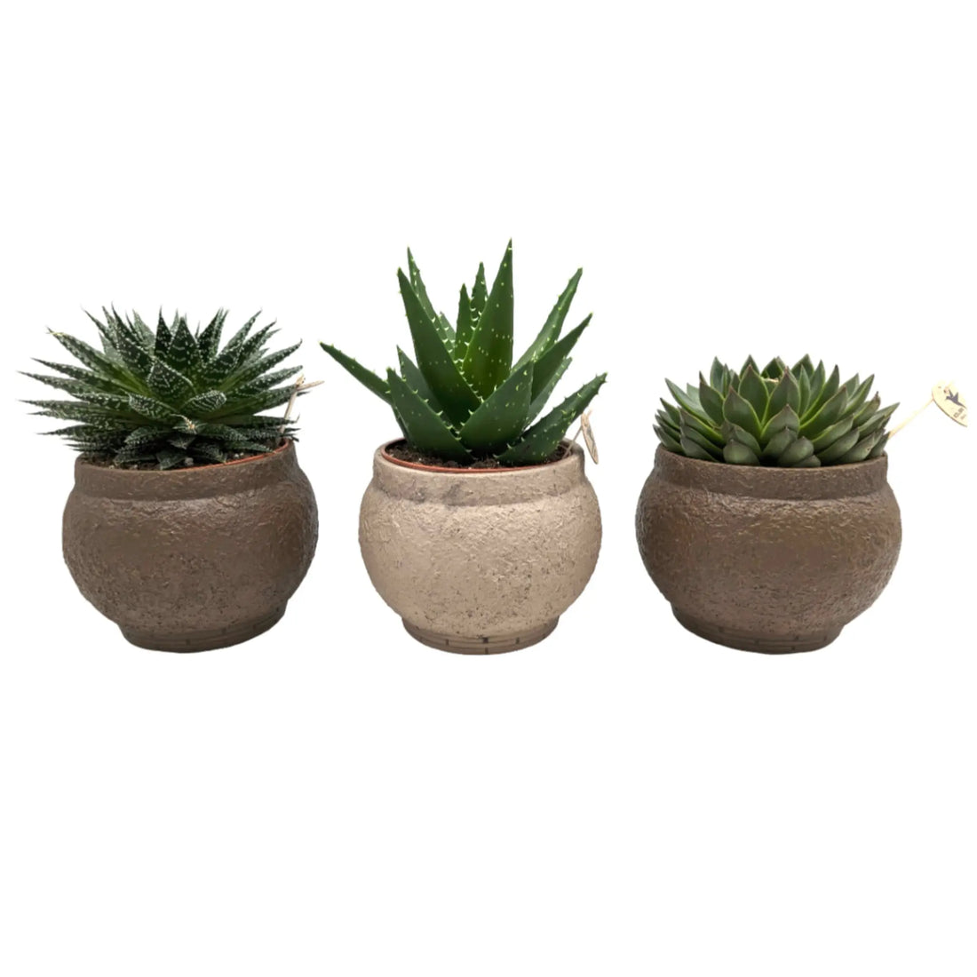 Succulent In Amadora Decorative Pot Leaf Culture