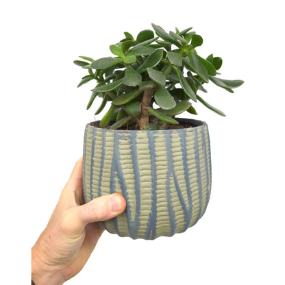 Succulent In Traditional Decorative Pot Leaf Culture