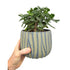 Succulent In Traditional Decorative Pot Leaf Culture