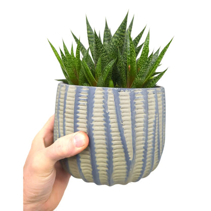 Succulent In Traditional Decorative Pot Leaf Culture