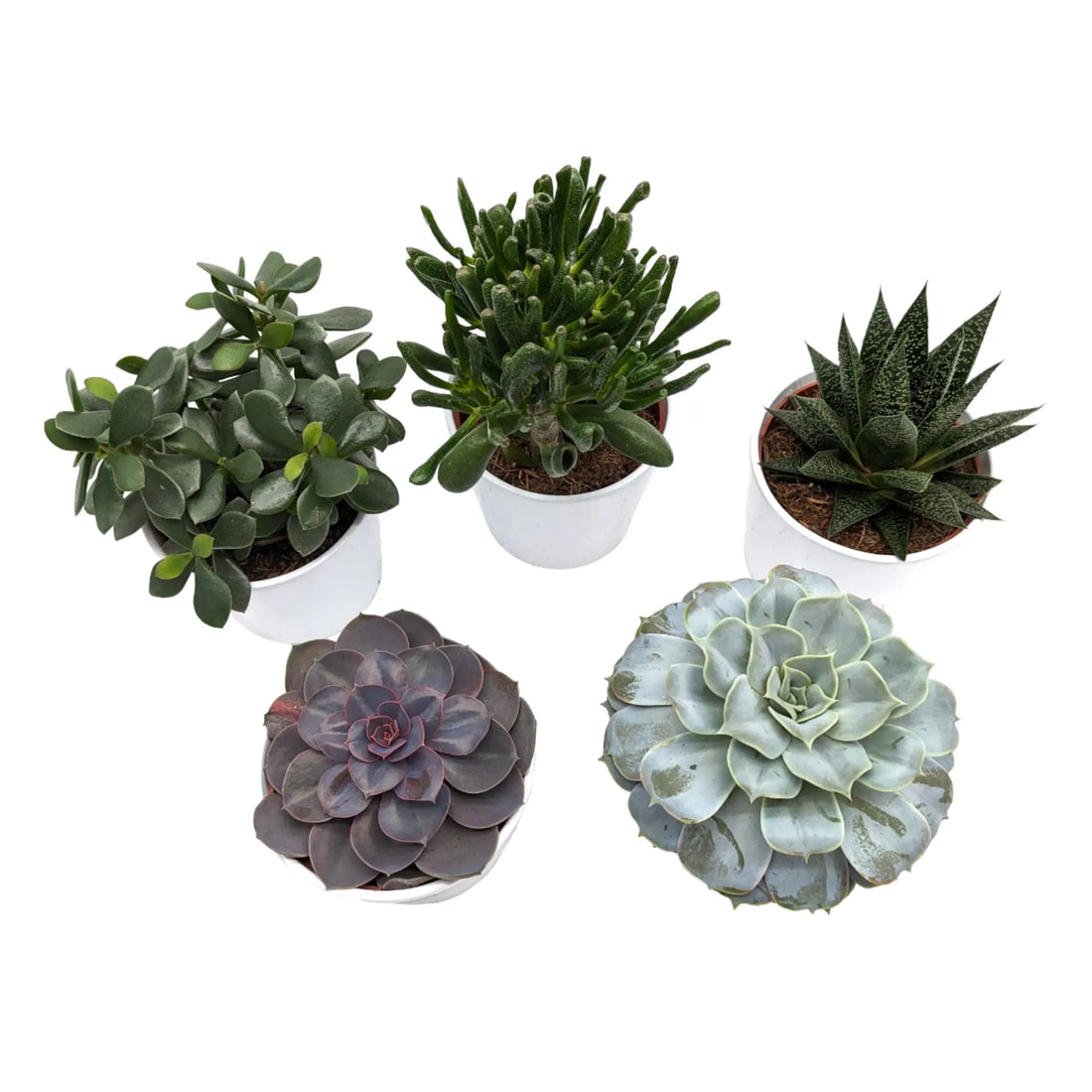 Succulent In White Decorative Pot Leaf Culture