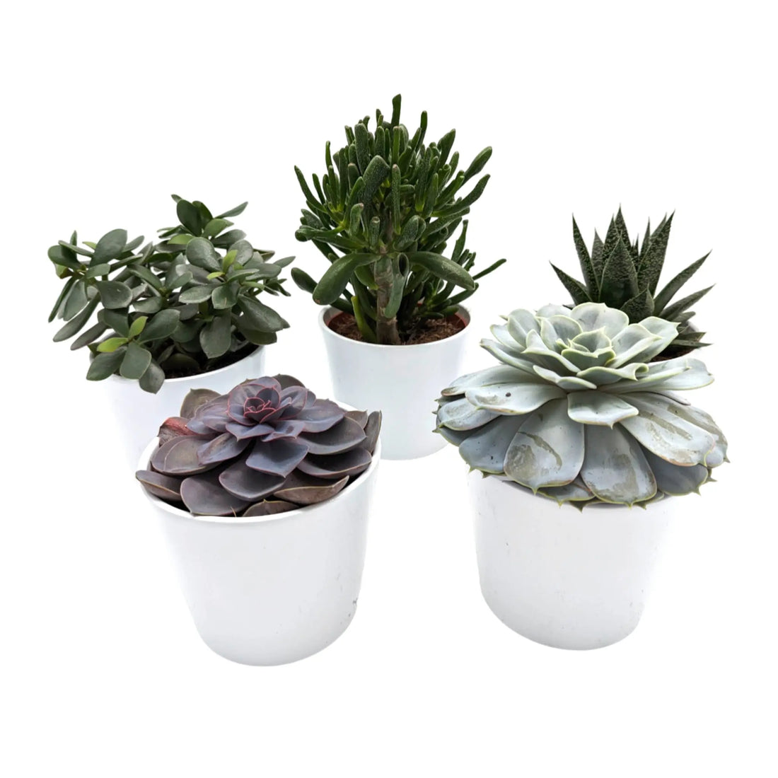 Succulent In White Decorative Pot Leaf Culture