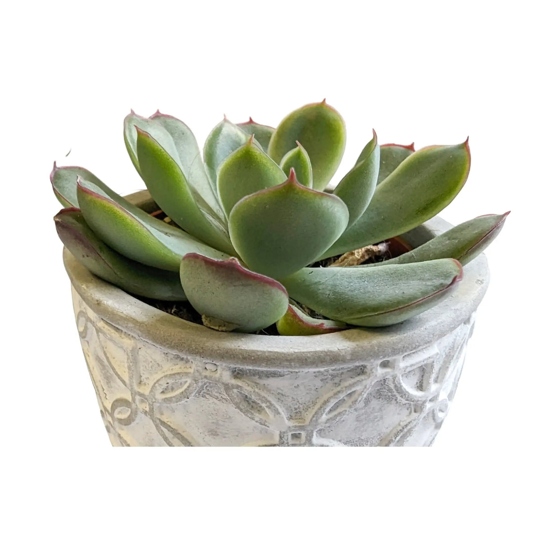 Succulent Mini Trip In Decorative Pot - 7cm Leaf Culture