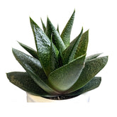 Succulent Mini Trip In Decorative Pot - 7cm Leaf Culture