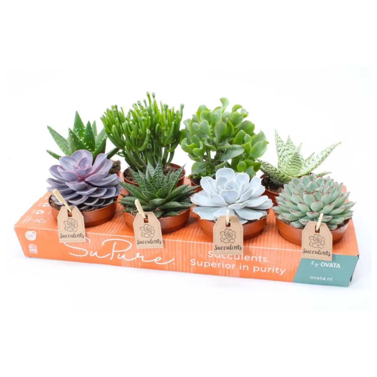 Succulent Mix - A Single Succulent Leaf Culture