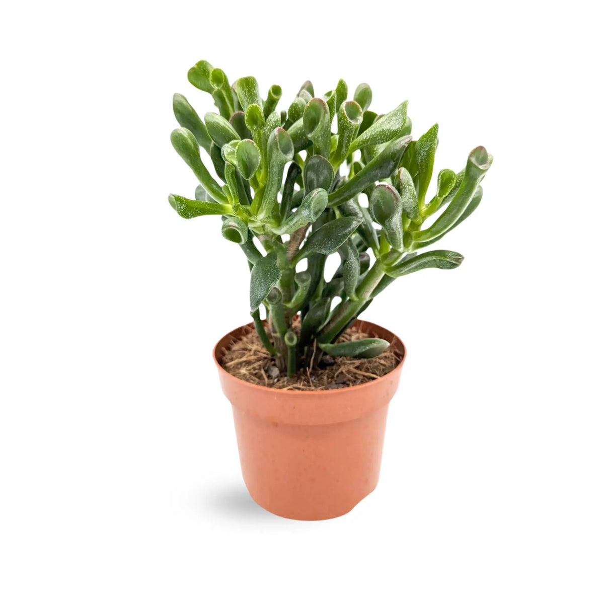 Succulent Mix - A Single Succulent Leaf Culture