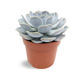 Succulent Mix - A Single Succulent Leaf Culture