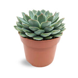 Succulent Mix - A Single Succulent Leaf Culture