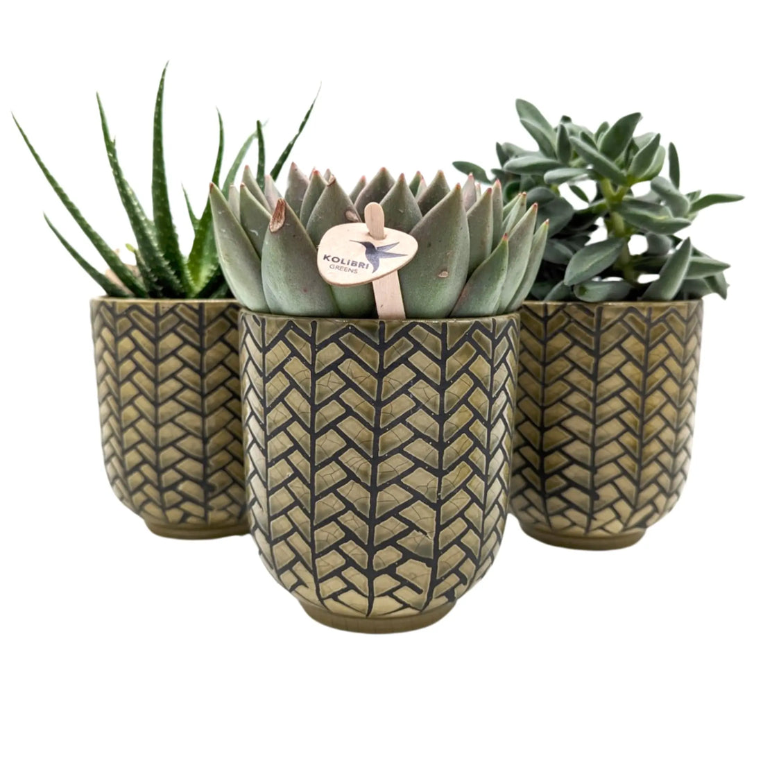 Succulent in Herringbone Pot Leaf Culture