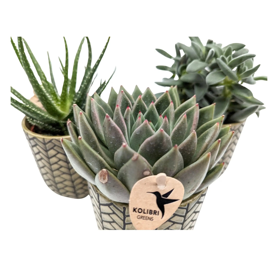 Succulent in Herringbone Pot Leaf Culture