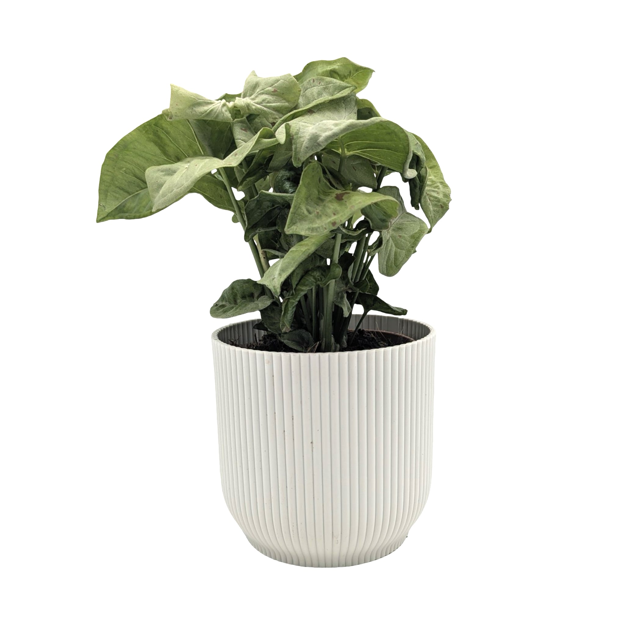 Syngonium Milk Confetti - Arrowhead Plant