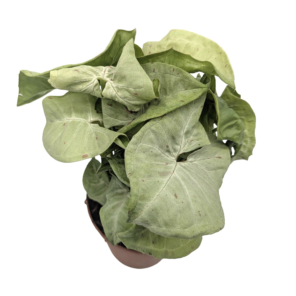 Syngonium Milk Confetti - Arrowhead Plant_3_main