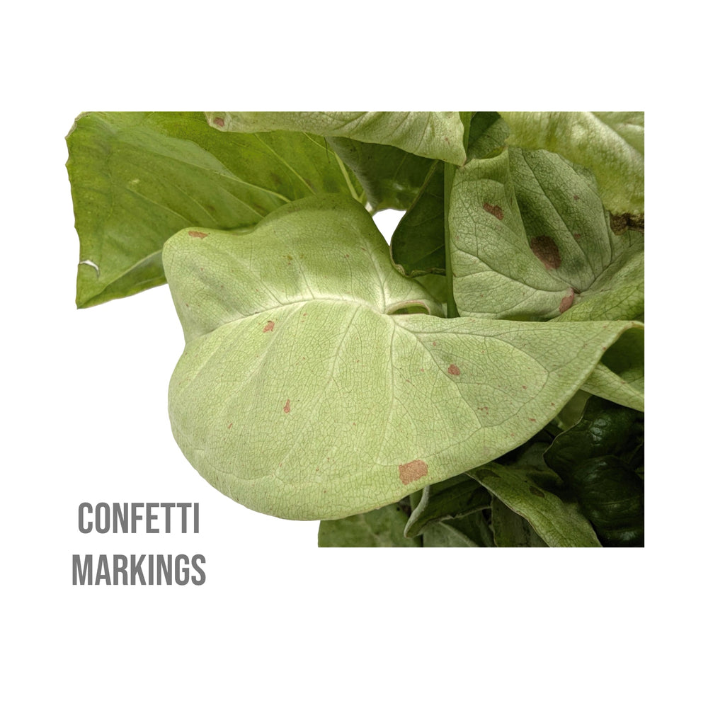 Syngonium Milk Confetti - Arrowhead Plant_4_main