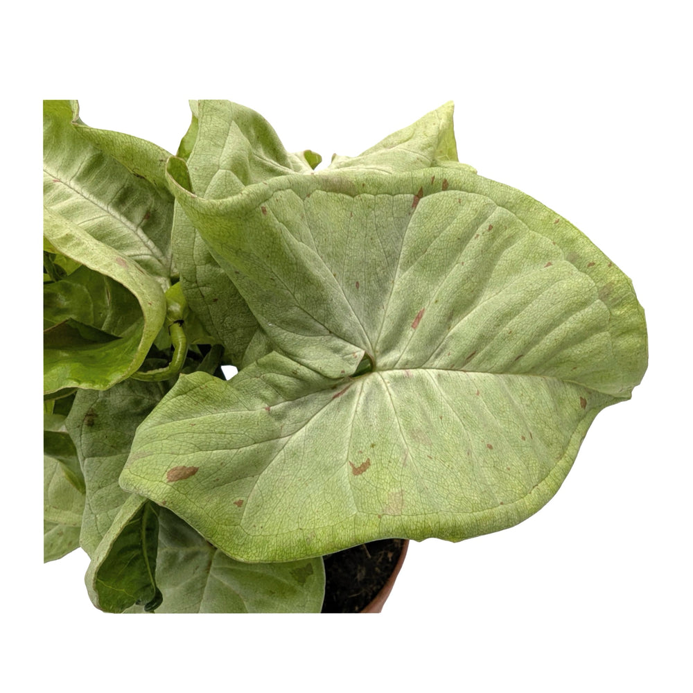 Syngonium Milk Confetti - Arrowhead Plant_5_main