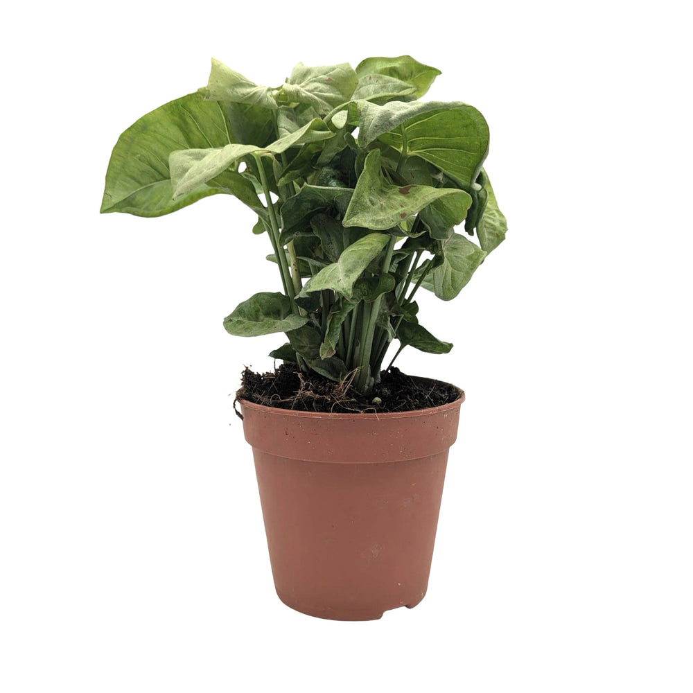 Syngonium Milk Confetti - Arrowhead Plant_1_main
