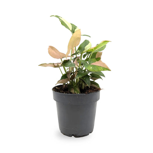 Syngonium Red Spot Tricolour Leaf Culture