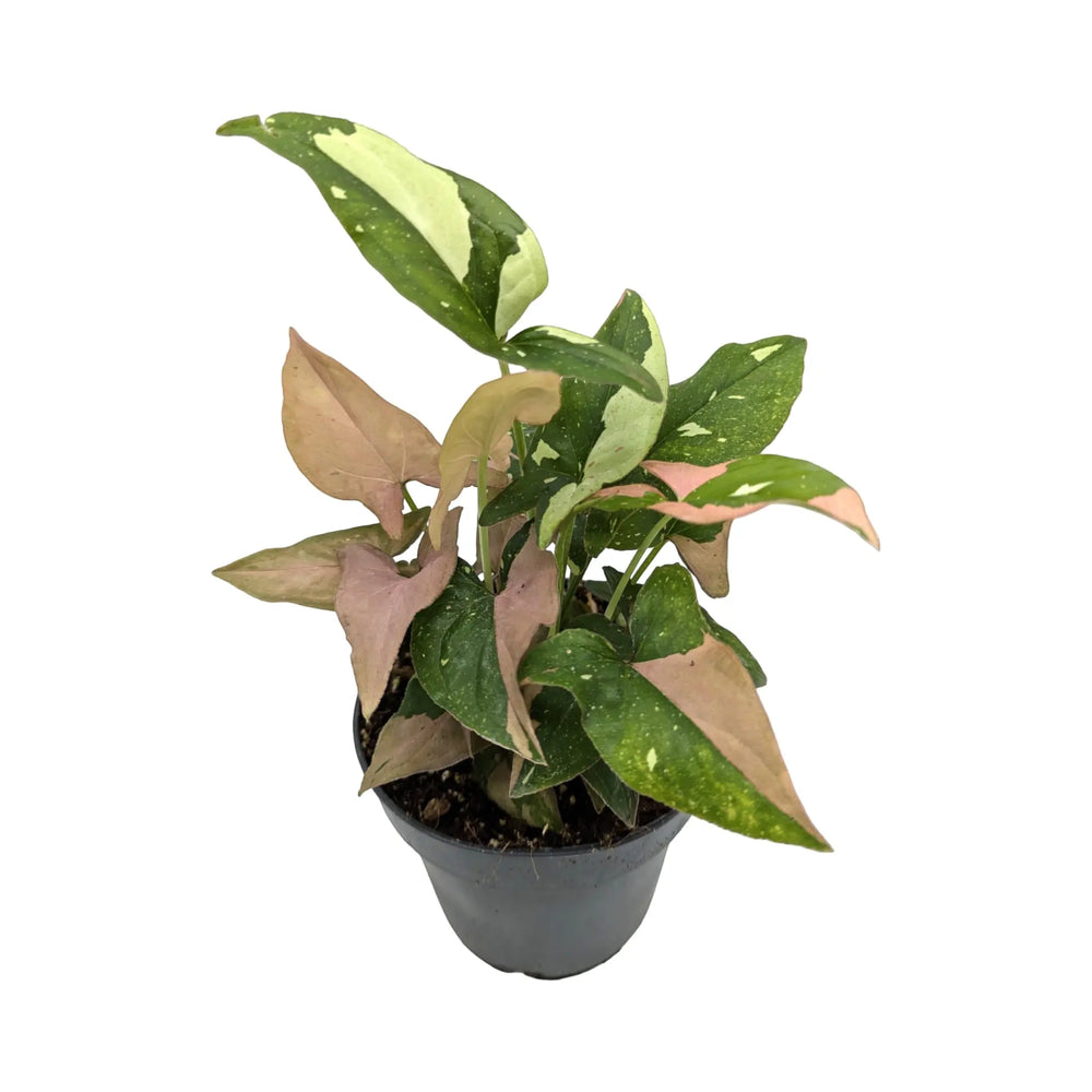 Syngonium Red Spot Tricolour_3_main