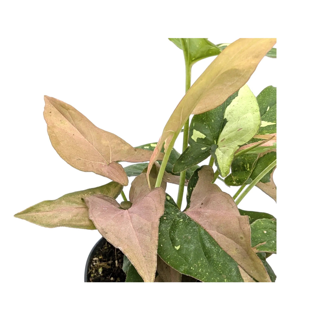 Syngonium Red Spot Tricolour_4_main