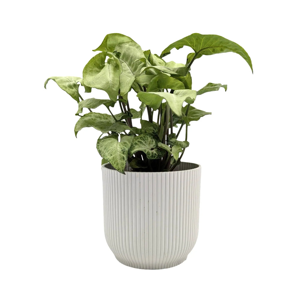 Syngonium White Butterfly - Variegated Arrowhead Plant_1_main