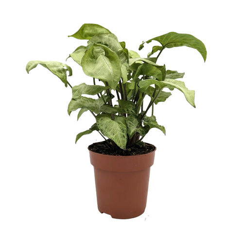 Syngonium White Butterfly - Variegated Arrowhead Plant