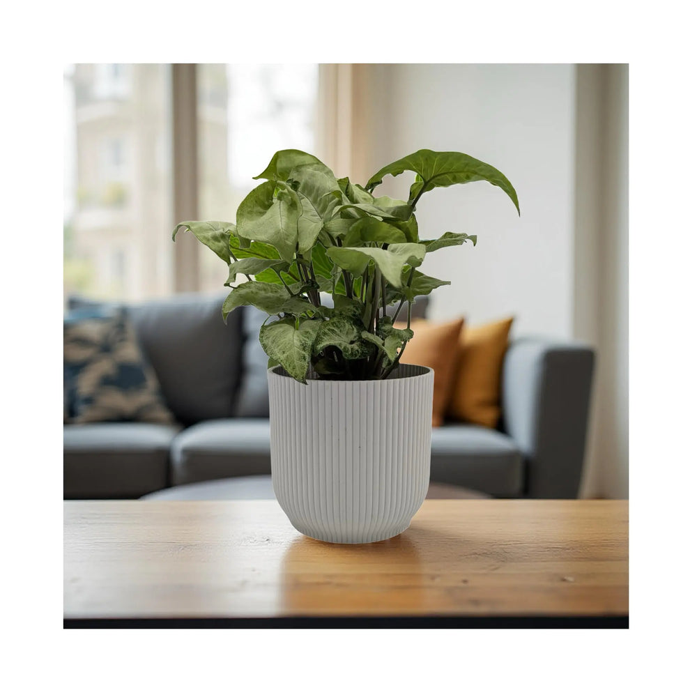 Syngonium White Butterfly - Variegated Arrowhead Plant_3_main