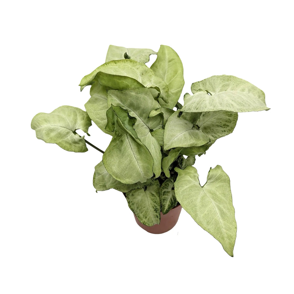 Syngonium White Butterfly - Variegated Arrowhead Plant_4_main
