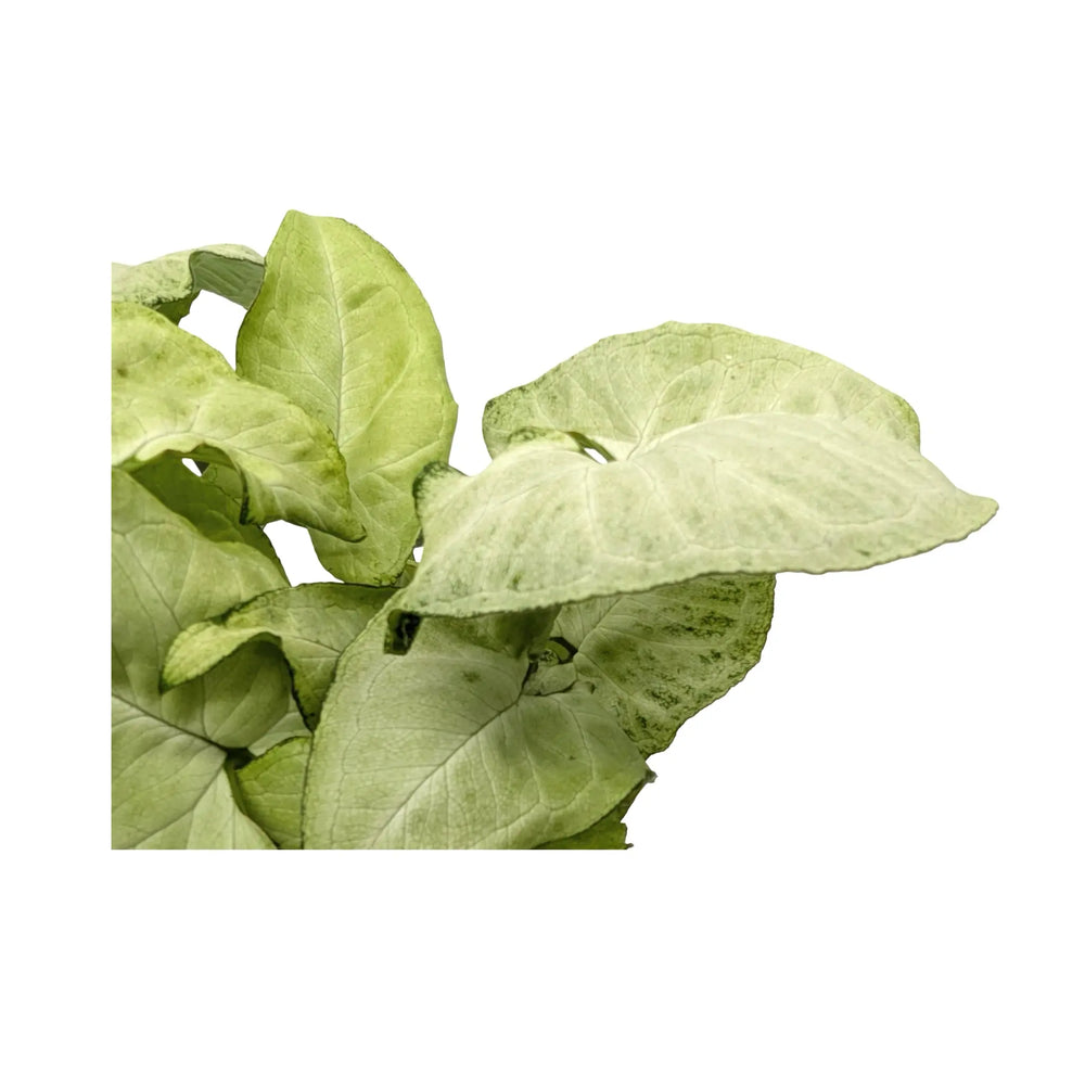 Syngonium White Butterfly - Variegated Arrowhead Plant_5_main