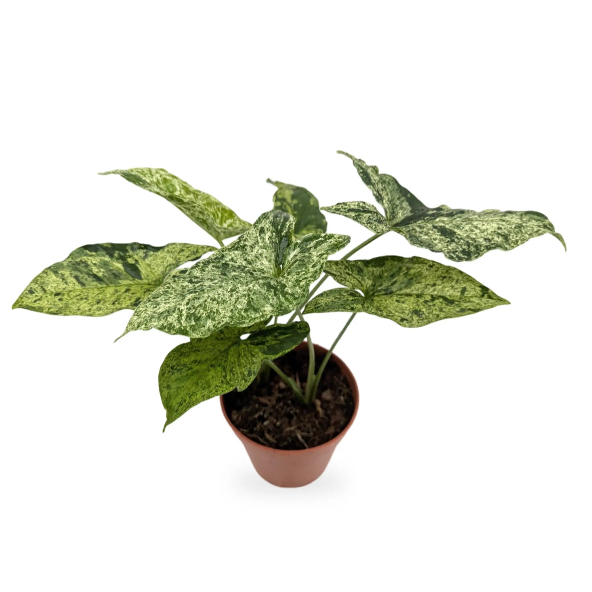 Syngonium 'Mottled' Leaf Culture