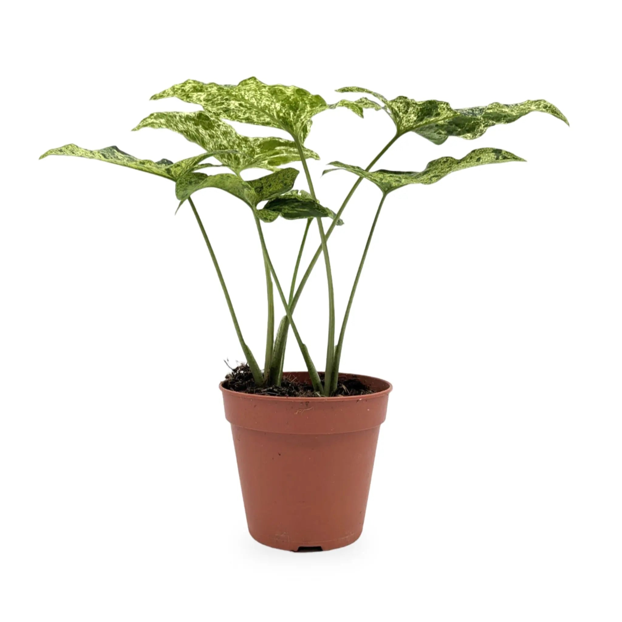Syngonium 'Mottled' Leaf Culture