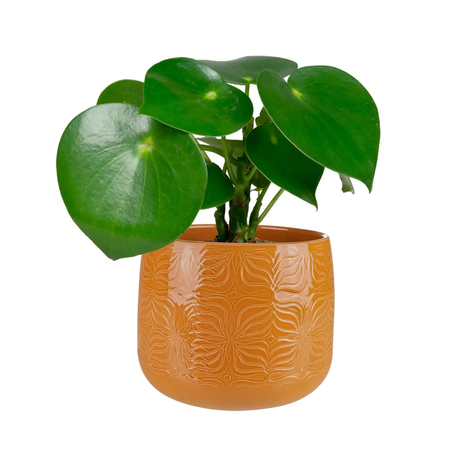 Sytse Plant Pot TS Collection