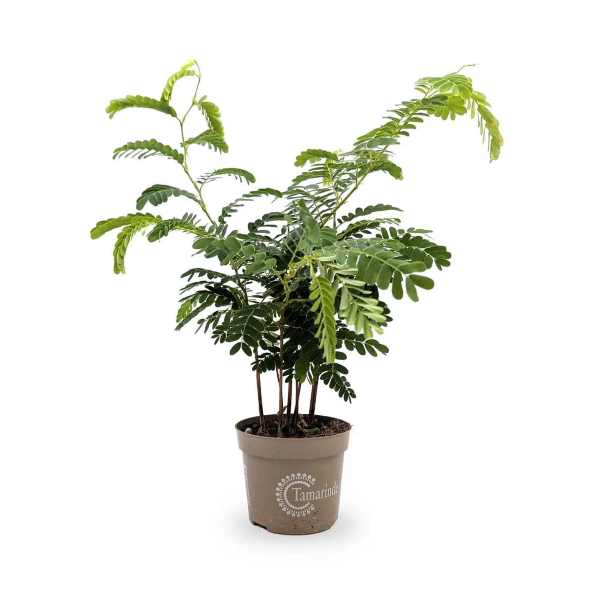 Tamarindus indica | Tamarind tree Leaf Culture