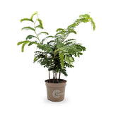 Tamarindus indica | Tamarind tree Leaf Culture