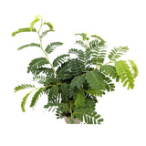 Tamarindus indica | Tamarind tree Leaf Culture